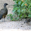 Plain Chachalaca