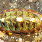 Lined chiton