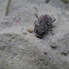 Salt creek tiger beetle?