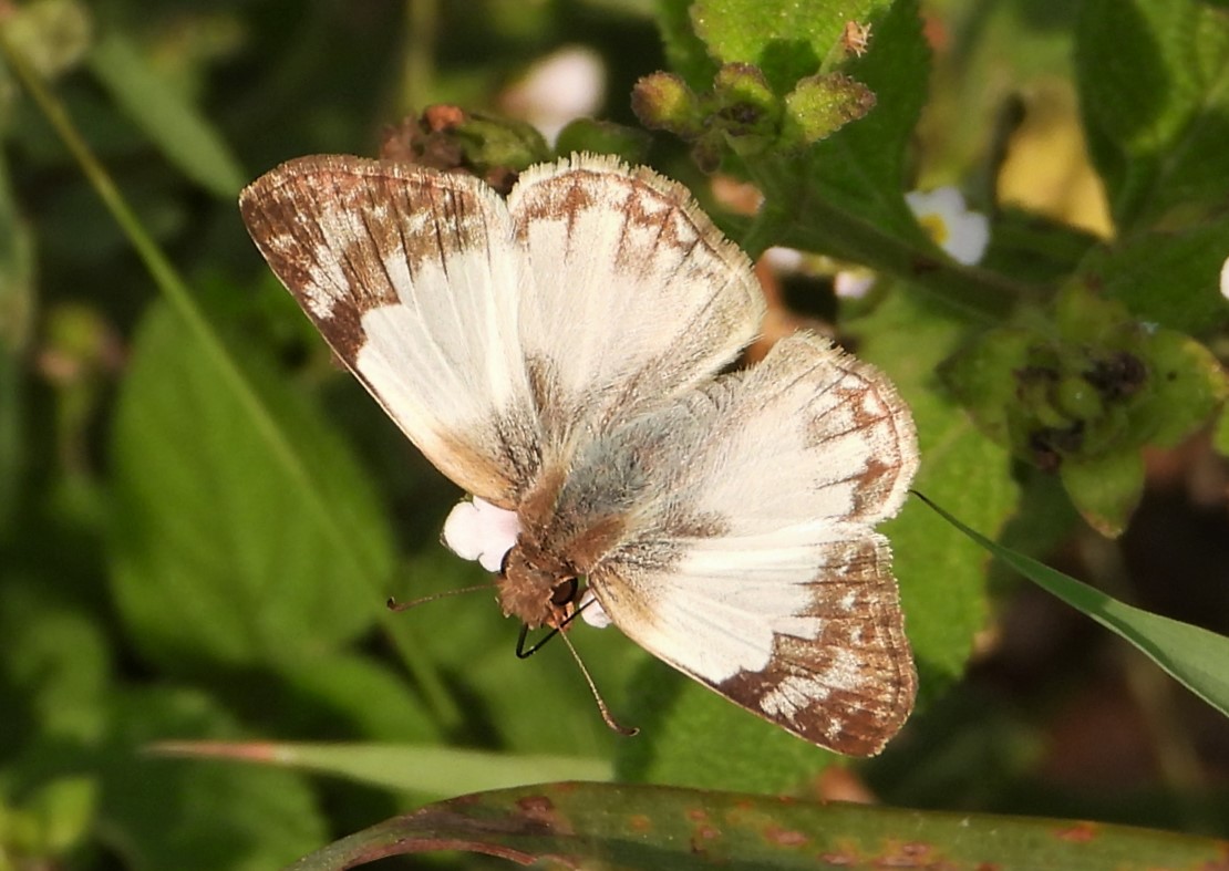 Laviana white-skipper