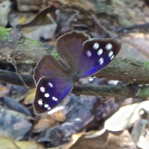 Purplewing