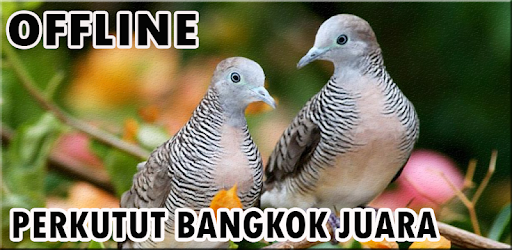 Suara Burung Perkutut Bangkok Juara Prilozheniya V Google Play