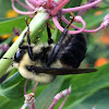 Brown Belted Bumble Bee