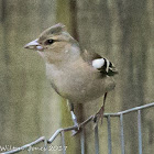 Chaffinch