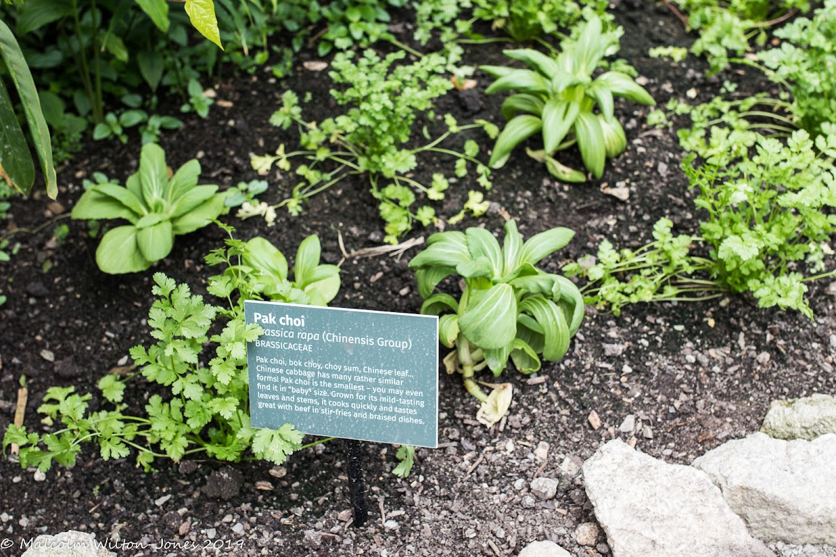 Pak Choi