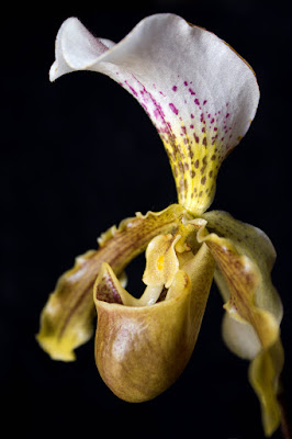 Orchidea di MA