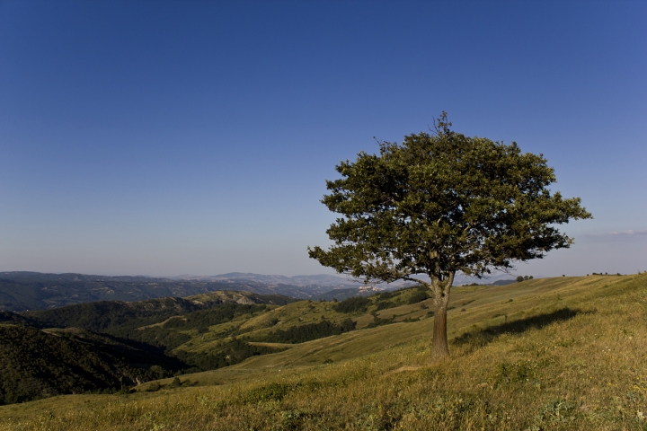 Lone Tree di Trial4life