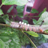 Tussock-moth Caterpillar