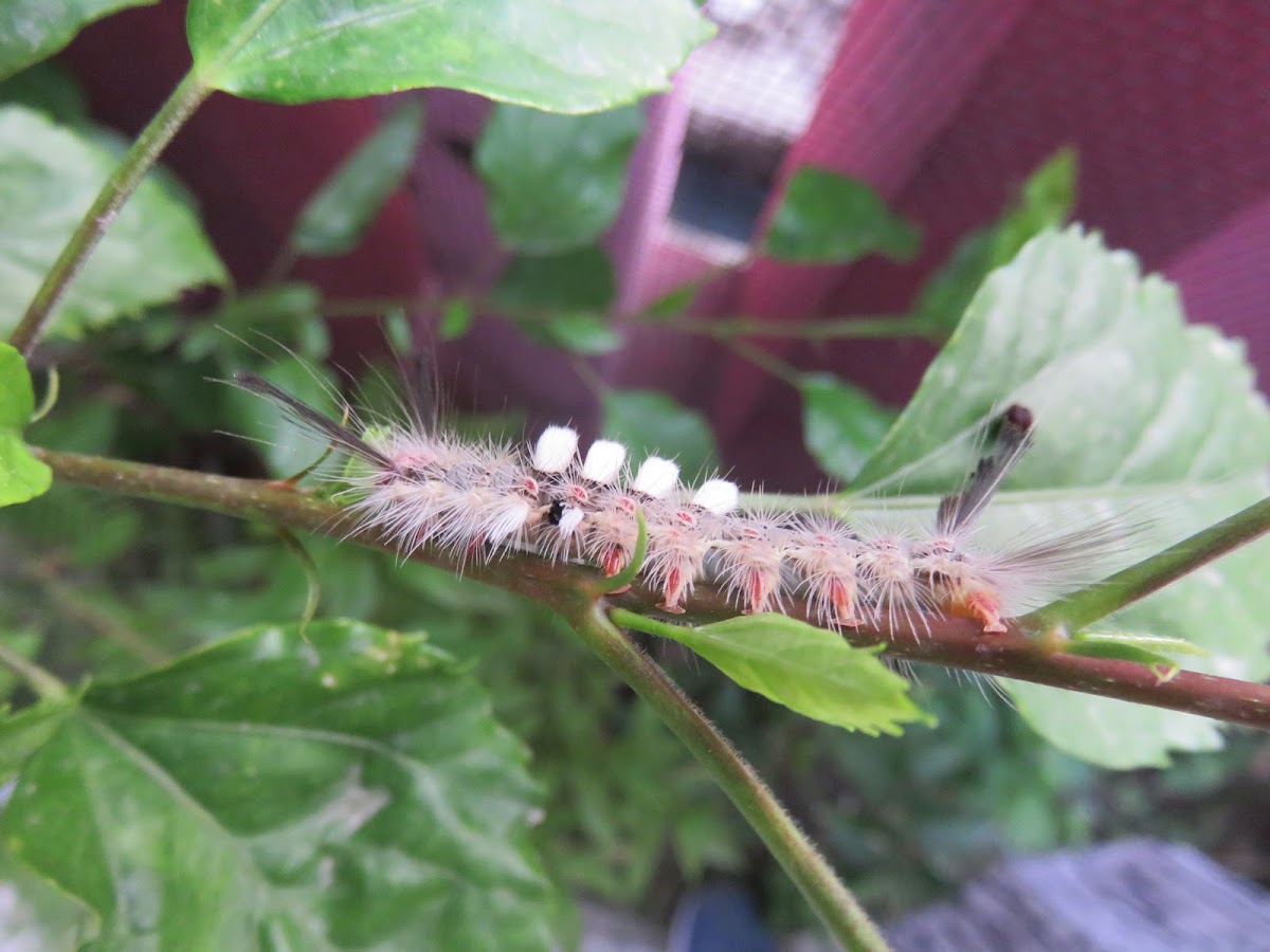 Tussock-moth Caterpillar