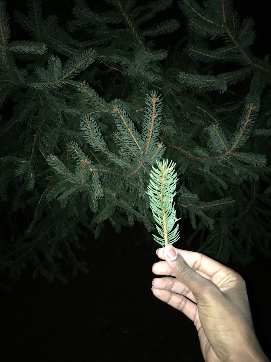 Furtree Pine