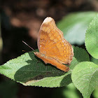 Brown Pansy