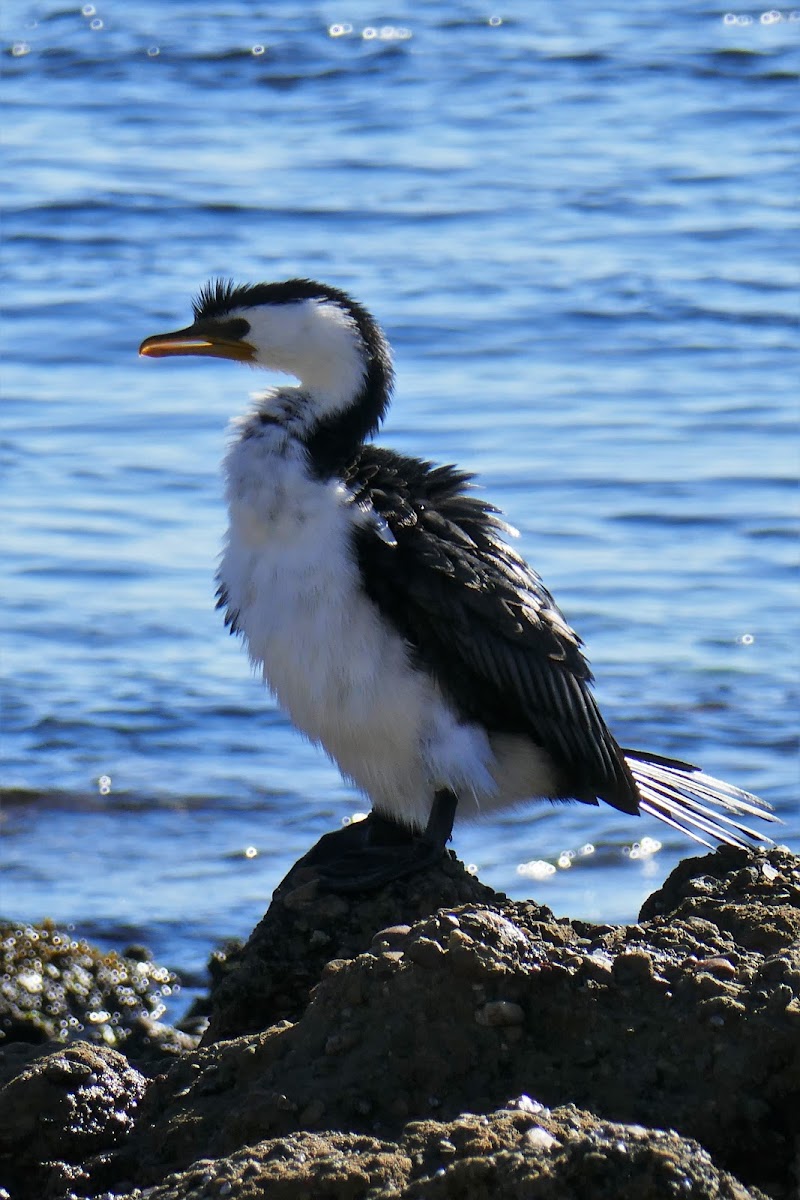 Little Pied Cormorant