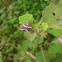 Beet Webworm Moth