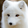 arctic fox wallpaper Download on Windows