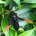 Black Potter Wasp