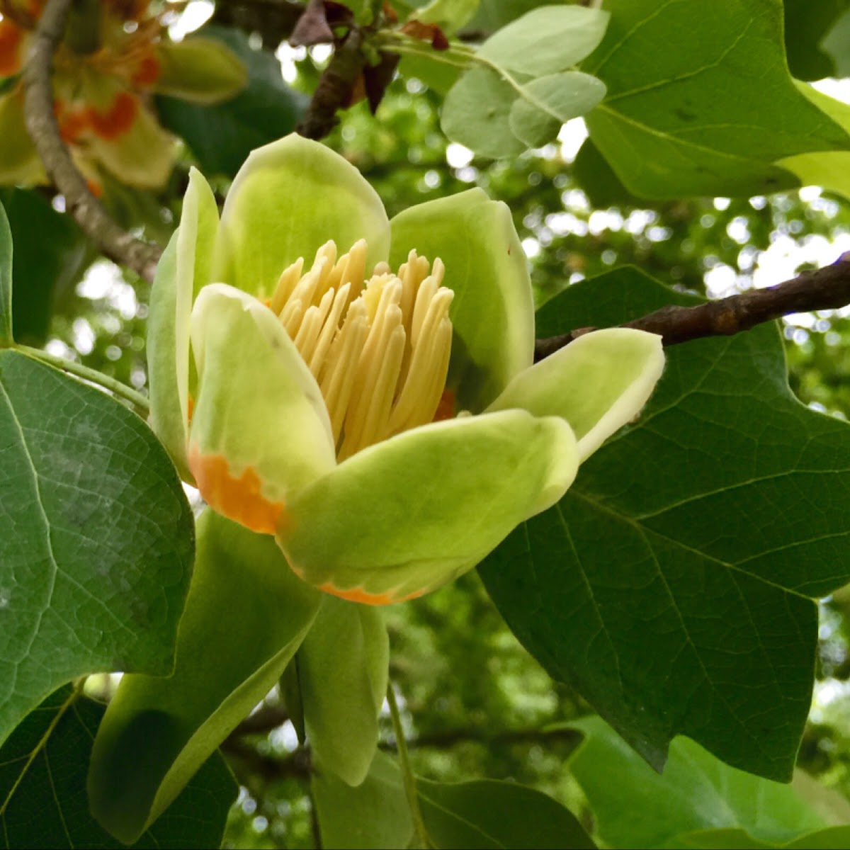 tuliptree