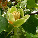 tuliptree