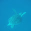 Green Sea turtle