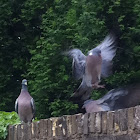 Wood Pigeon