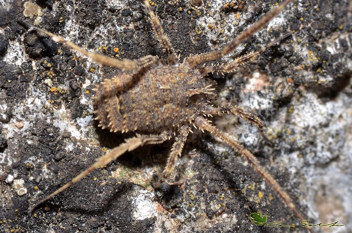 Lacinius horridus