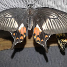 Common Mormon (female, stichius form)