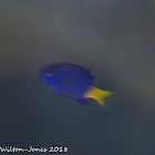 Yellowtail Blue Damsel