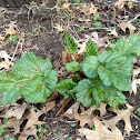 rhubarb