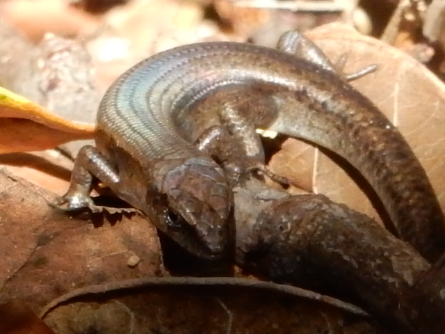 Pale-flecked Garden Sunskink