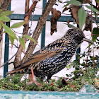 Common Starling