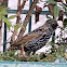 Common Starling