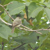 Eastern Wood-Pewee