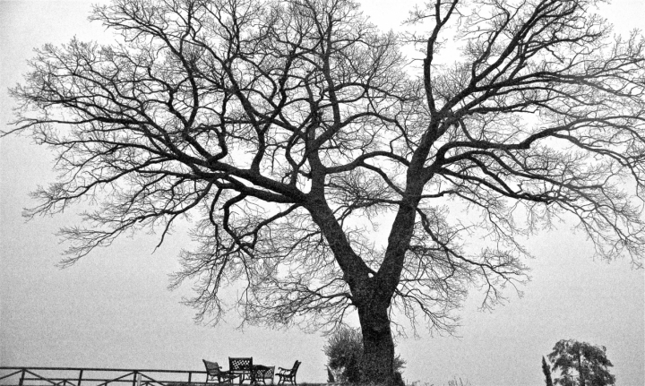 Le arterie di un albero di armel