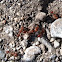 Red Ants nest