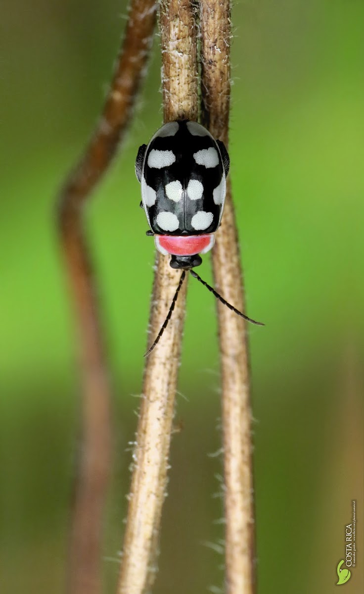 Spotted beetle