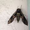 Pandora Sphinx moth