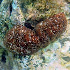 White-Spotted Sea Cucumber