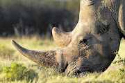 According to the indictment‚ the three men were caught red-handed in a chalet at Grahamstown’s Makana Resort in June 2016 with a 10.27kg freshly harvested rhino horn.