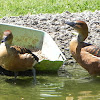 Fulvous Whistling Duck