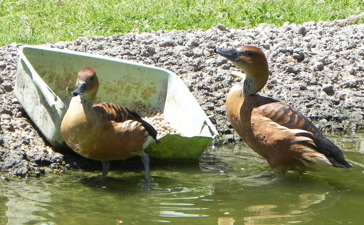 Fulvous Whistling Duck