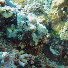 Scorpionfish