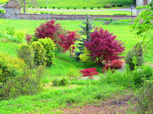 Un tocco di colore nel verde di Danny_Skylix