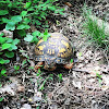 Eastern Box Turtle