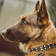 Download German Shepherd Dog Breed Themes Wallpapers For PC Windows and Mac 1.0.1