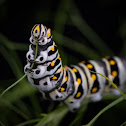 Black Swallowtail Caterpillar