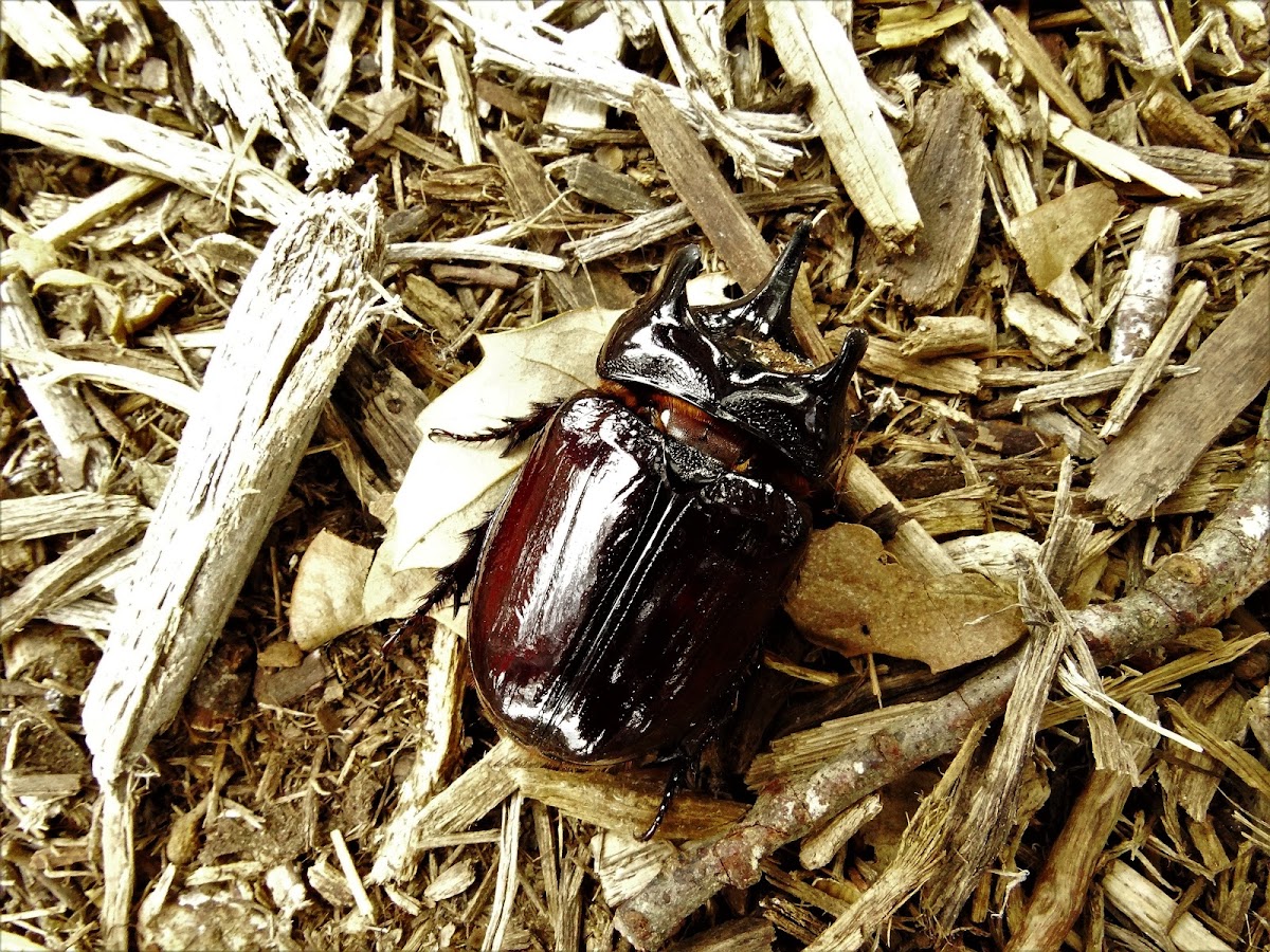 Rhinocerous beetle