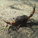 River Crab