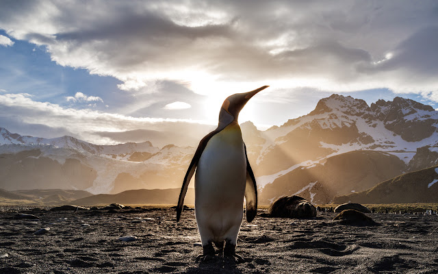 Marketers Valley Penguin Theme chrome extension