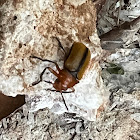 Clay Colored Leaf Beetle