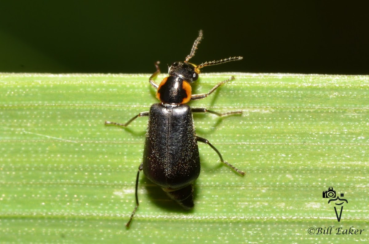 Soft Winged Flower Beetle