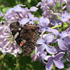 Red Admiral Butterfly